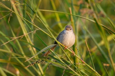 Graceful Prinia – Current status in Qatar