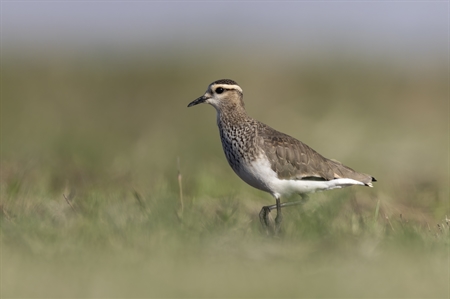 Sociable Lapwing in Qatar