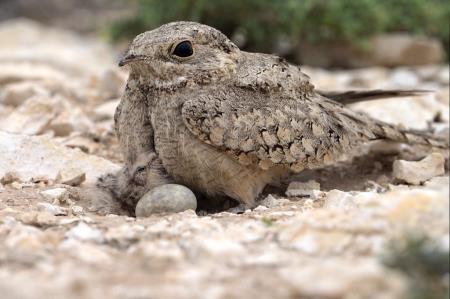 First Breeding Record of Egyptian Nightjar in Qatar