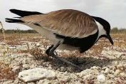 Spur-Winged Lapwing Breeding in Qatar