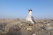 Little Tern Breeding In Qatar 