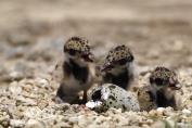 Red-wattled Lapwing Breeding in Qatar