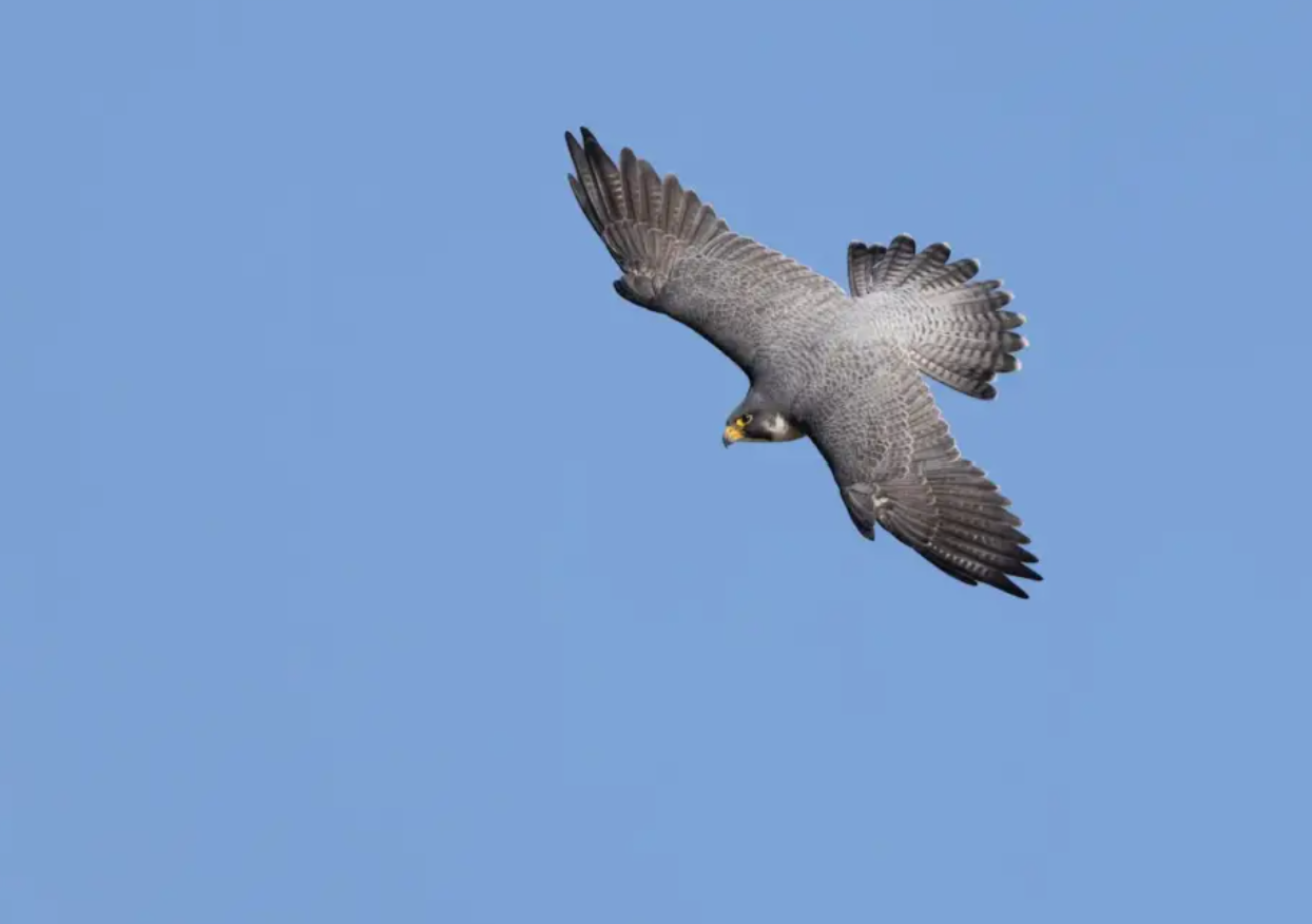 Barbary Falcon