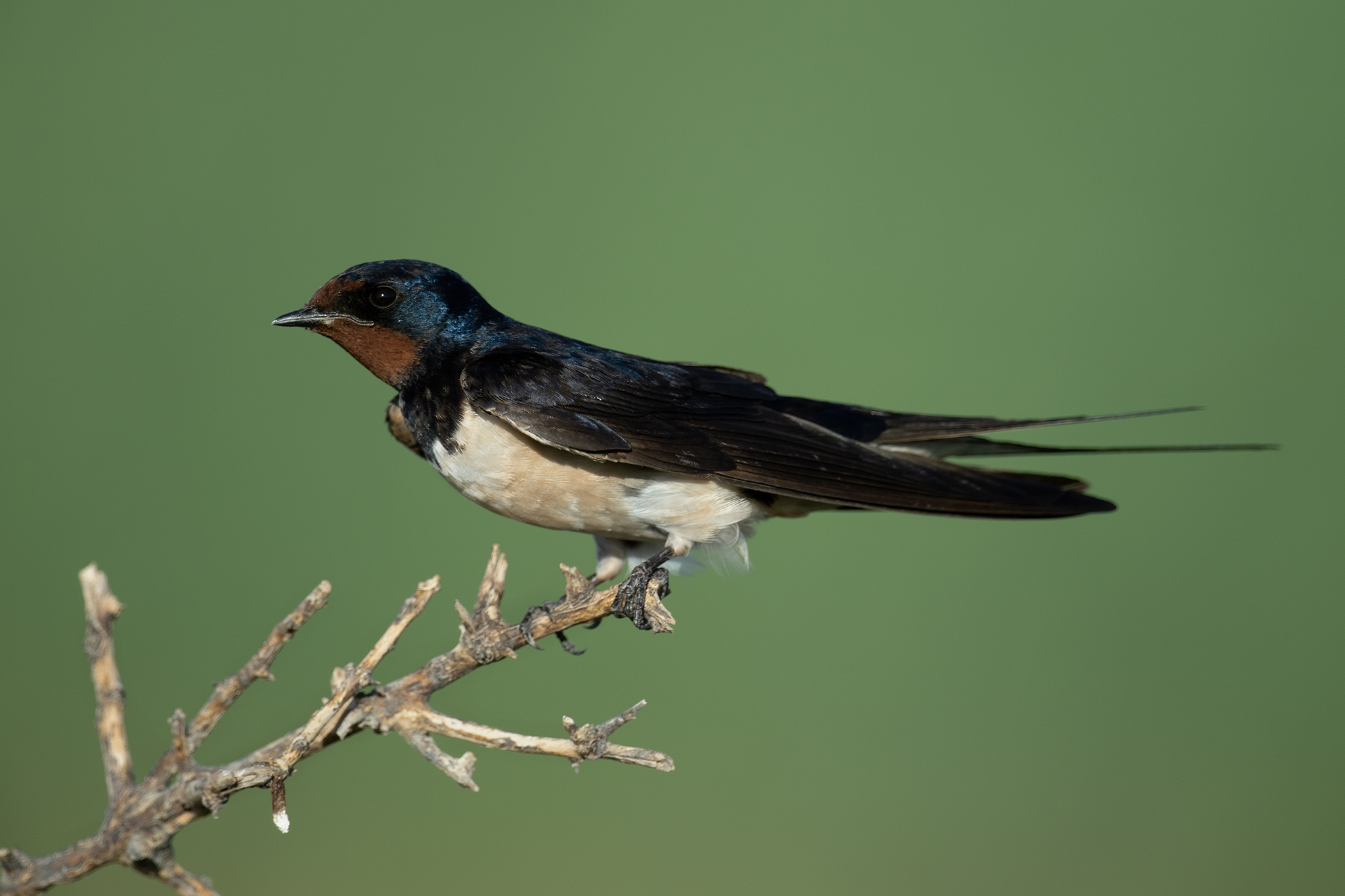 Eurasian Barn Swallow