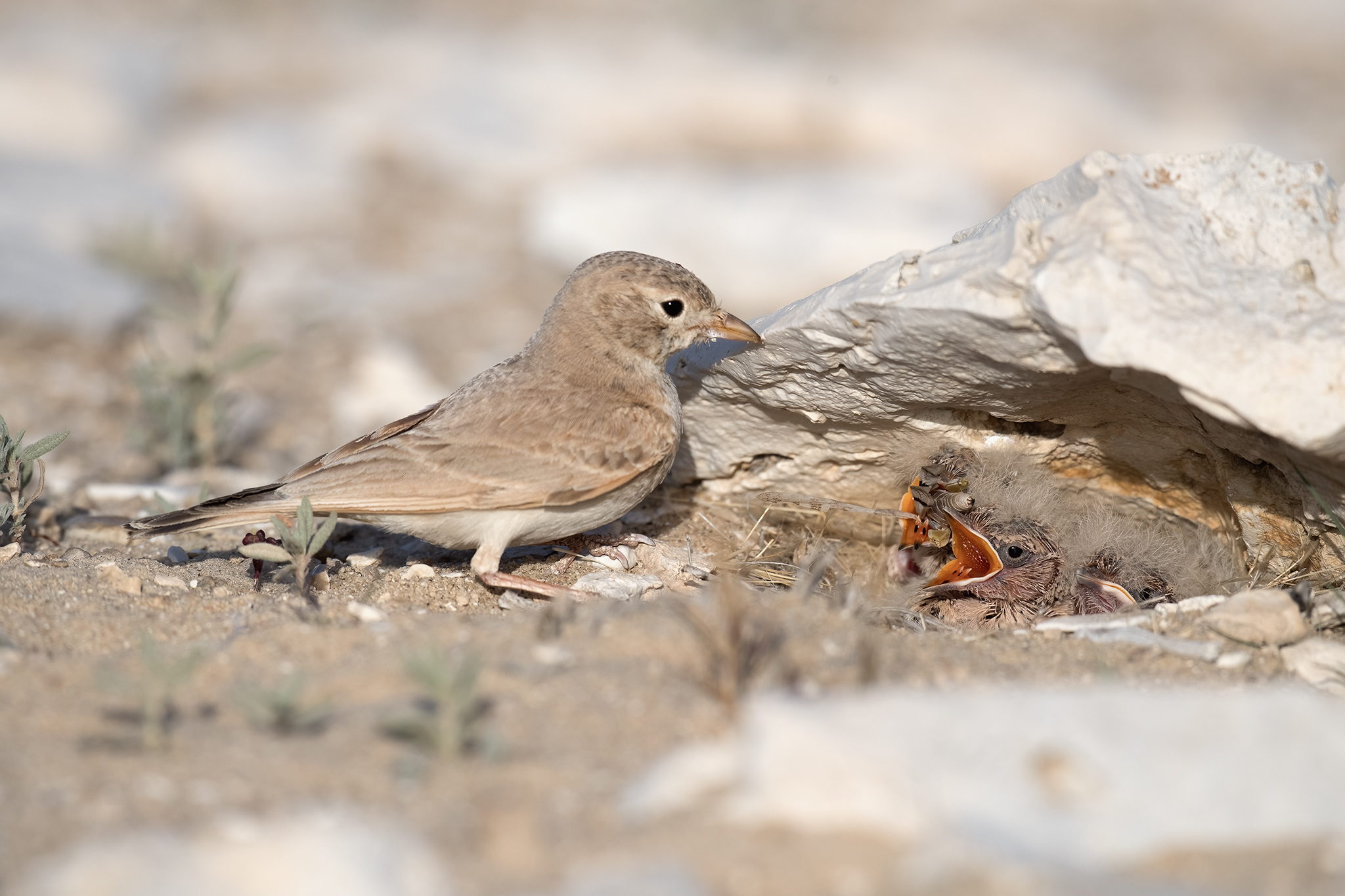 Bar-tailed Lark