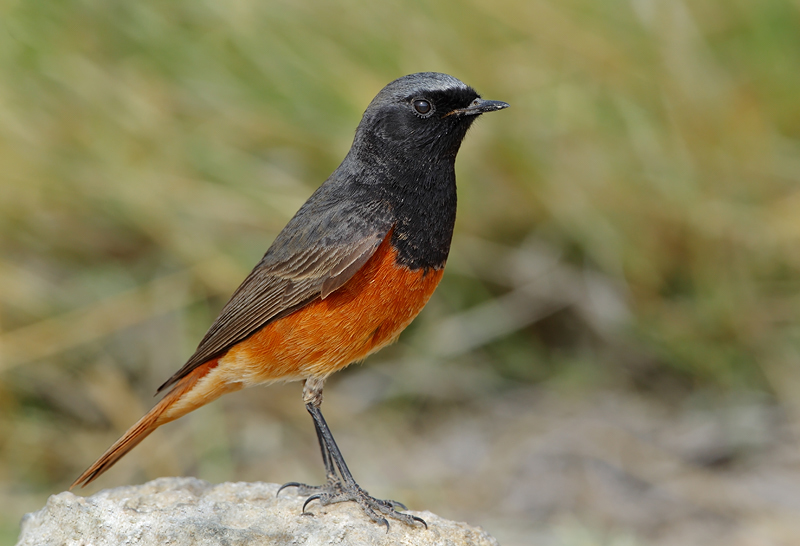 Eastern Black Redstart