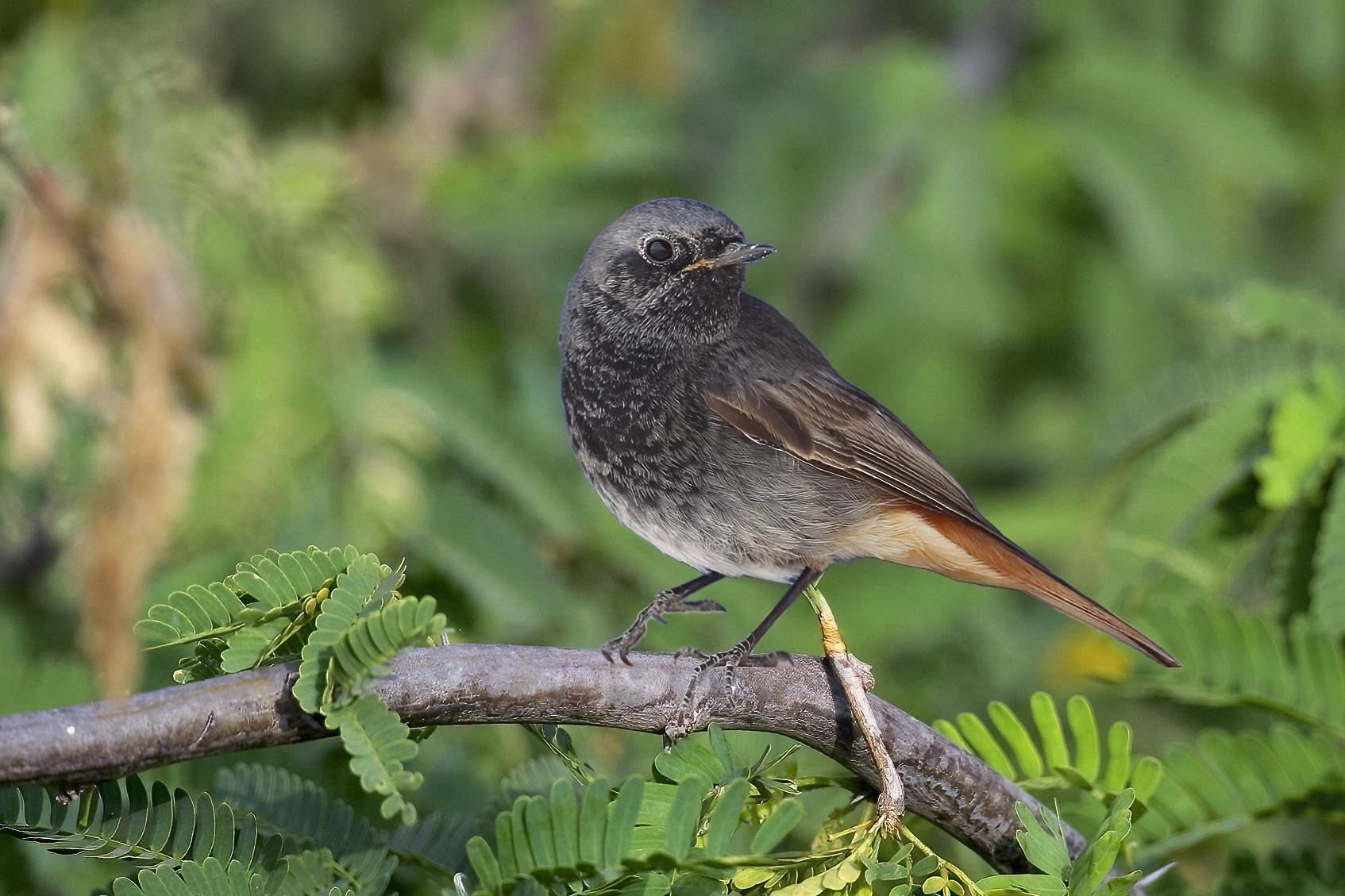 Western Black Redstart