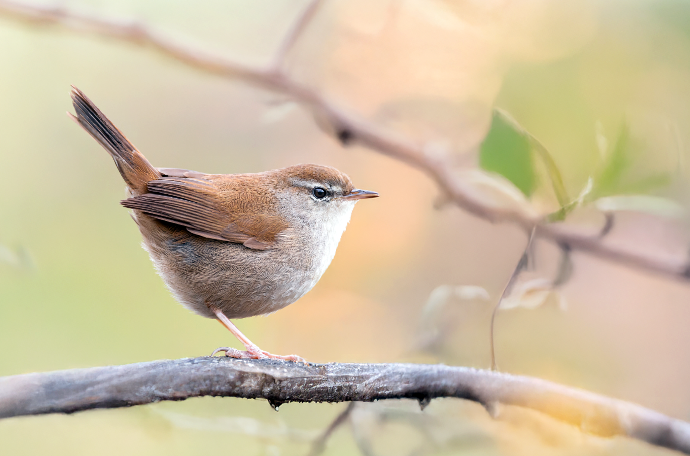 Cetti's Warbler