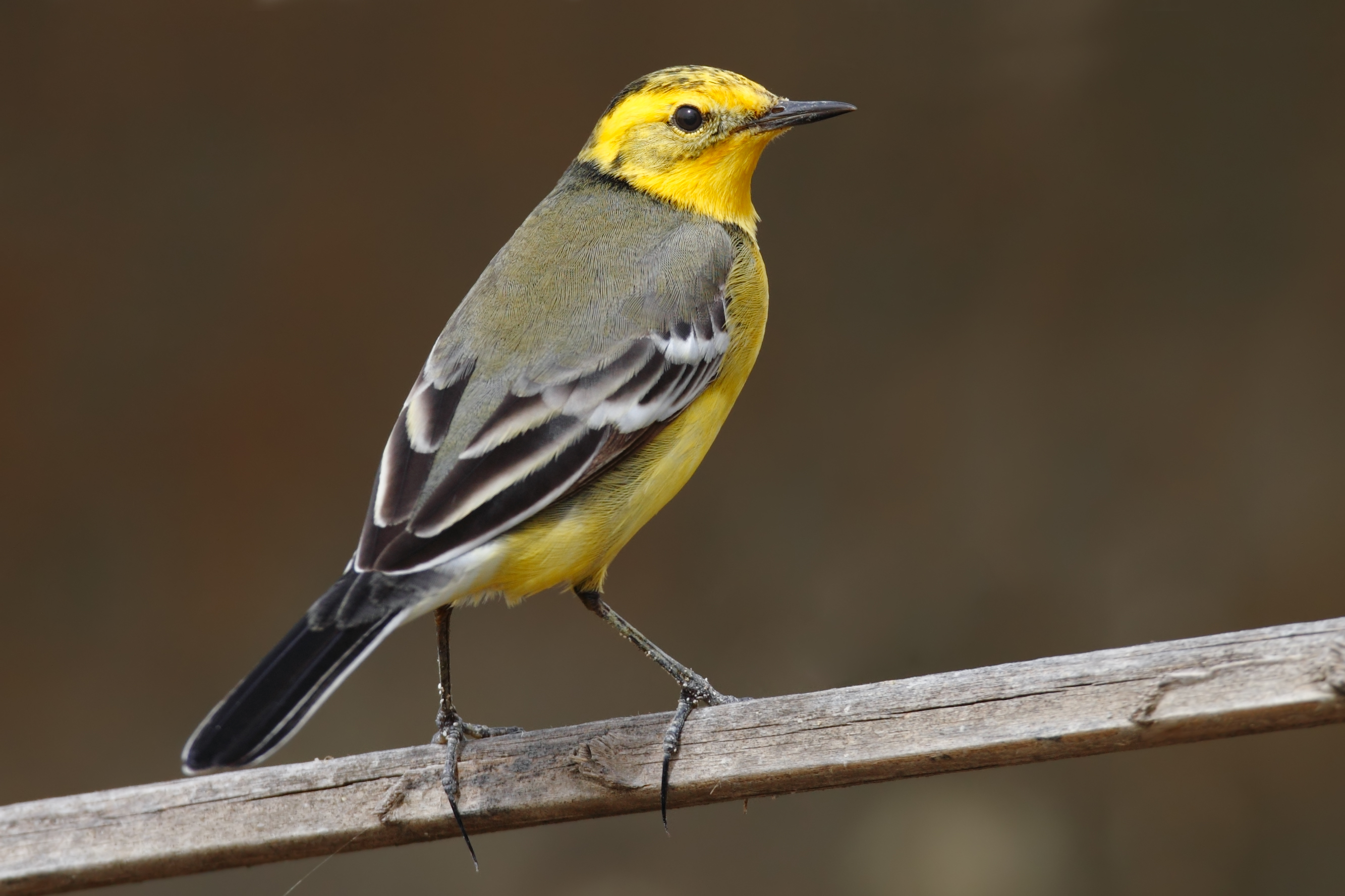 Citrine Wagtail