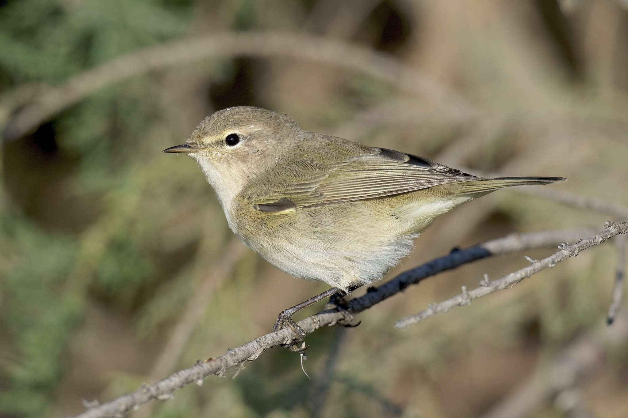 Common Chiffchaff