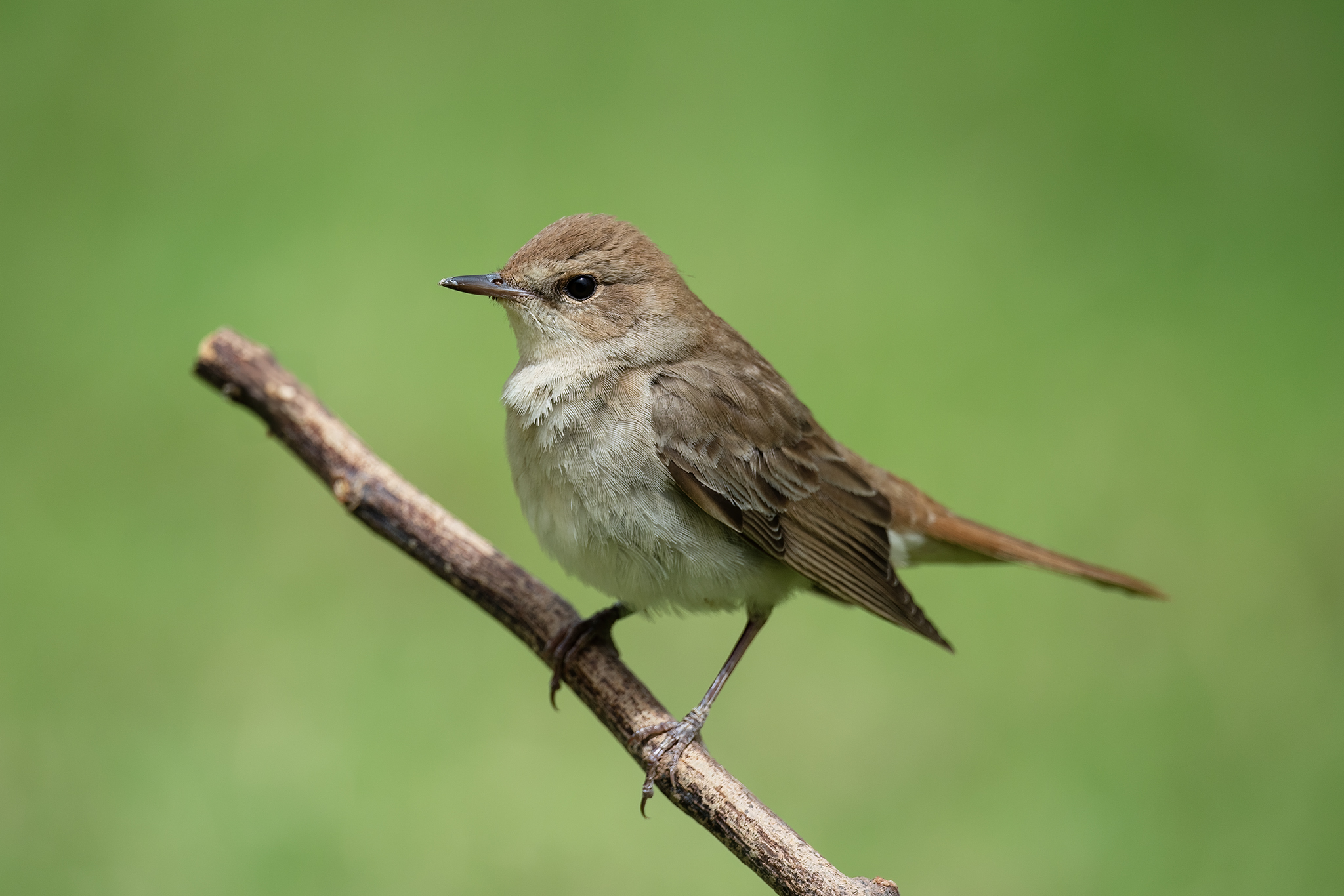 Common Nightingale