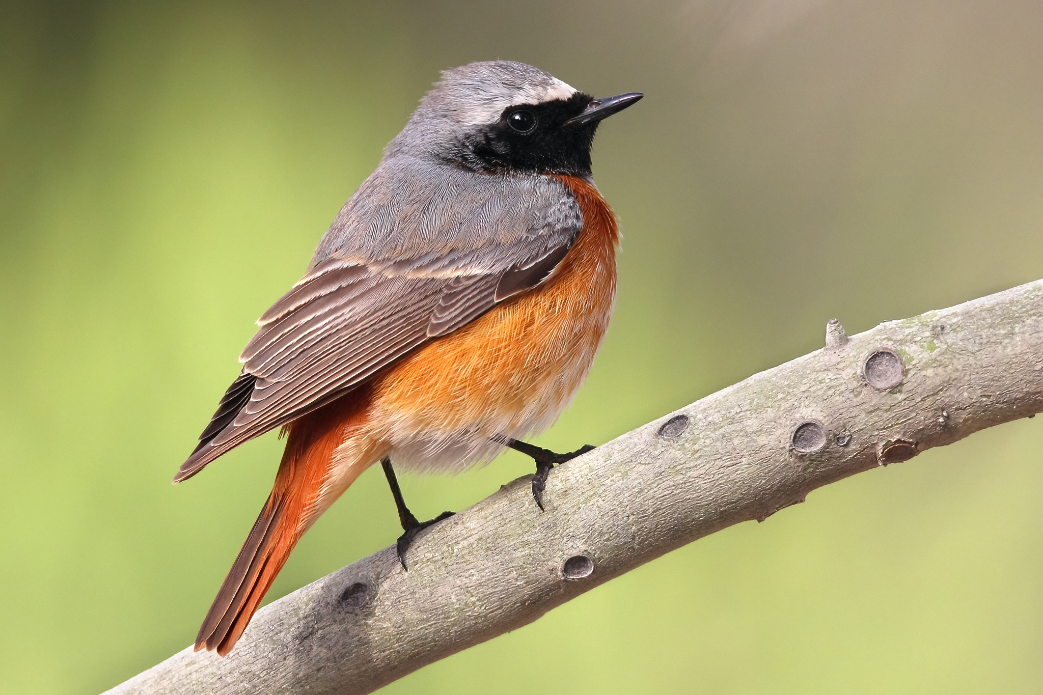 Common Redstart