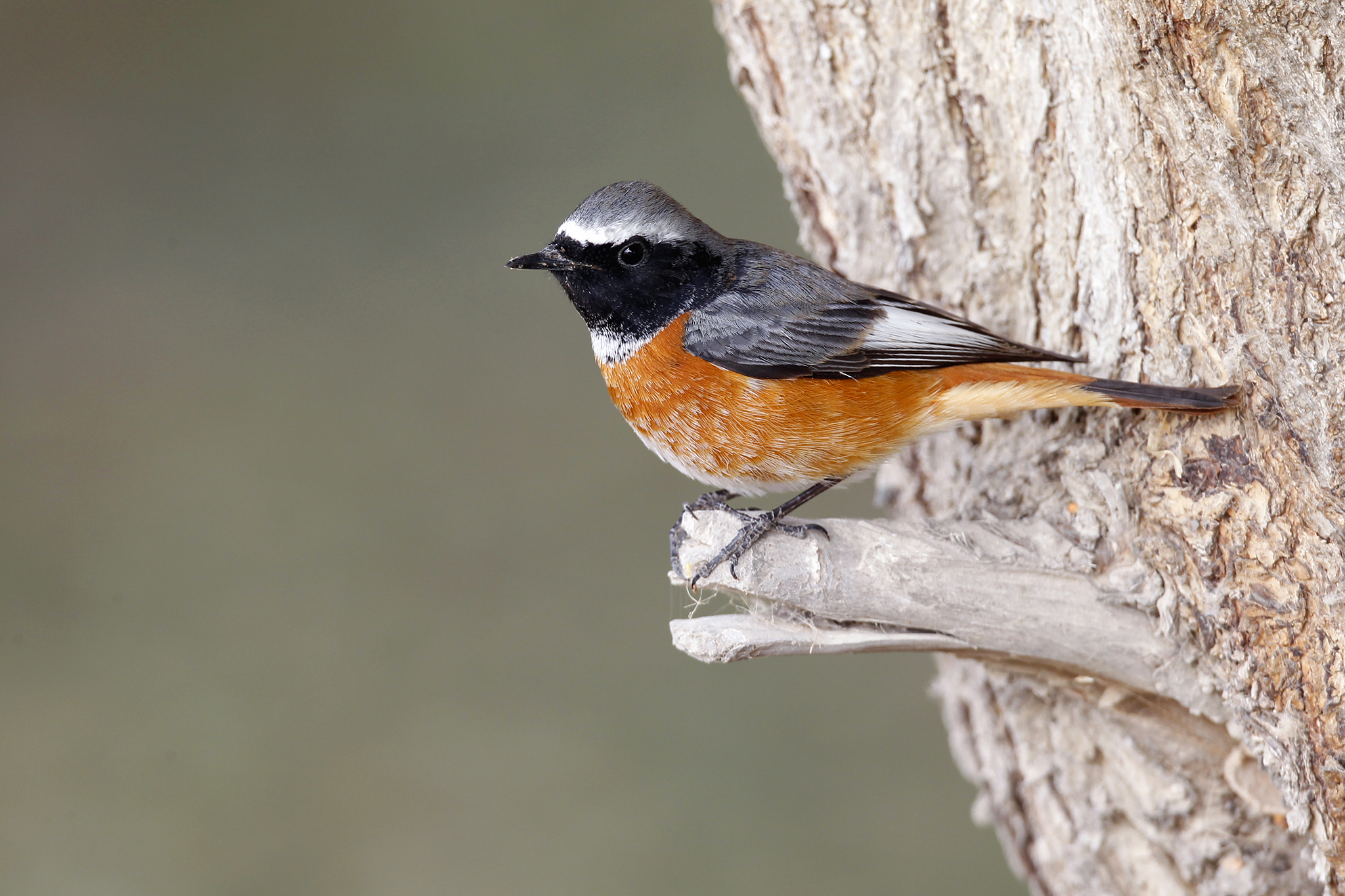 Ehrenberg's Redstart