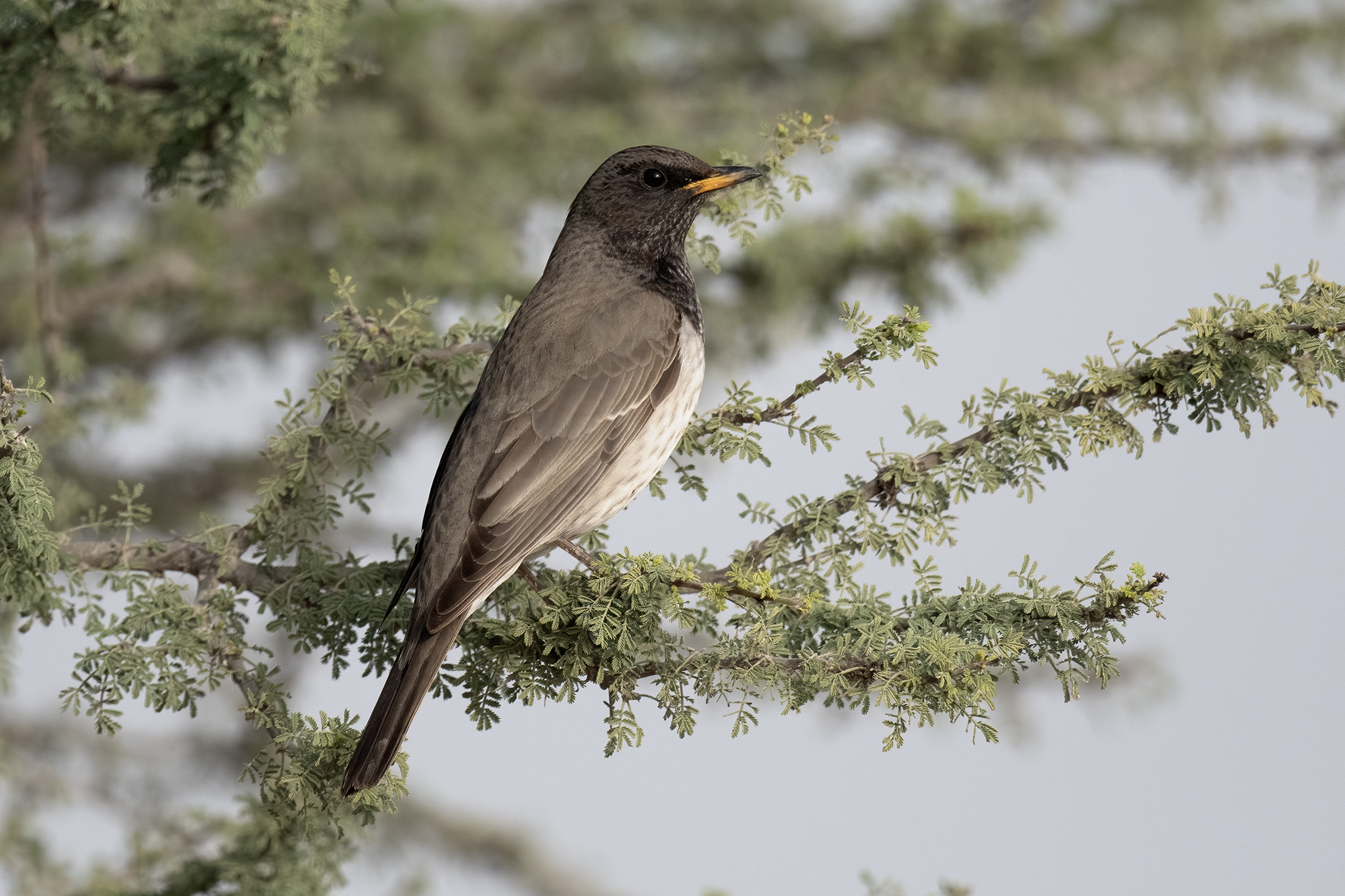 Black-throated Thrush
