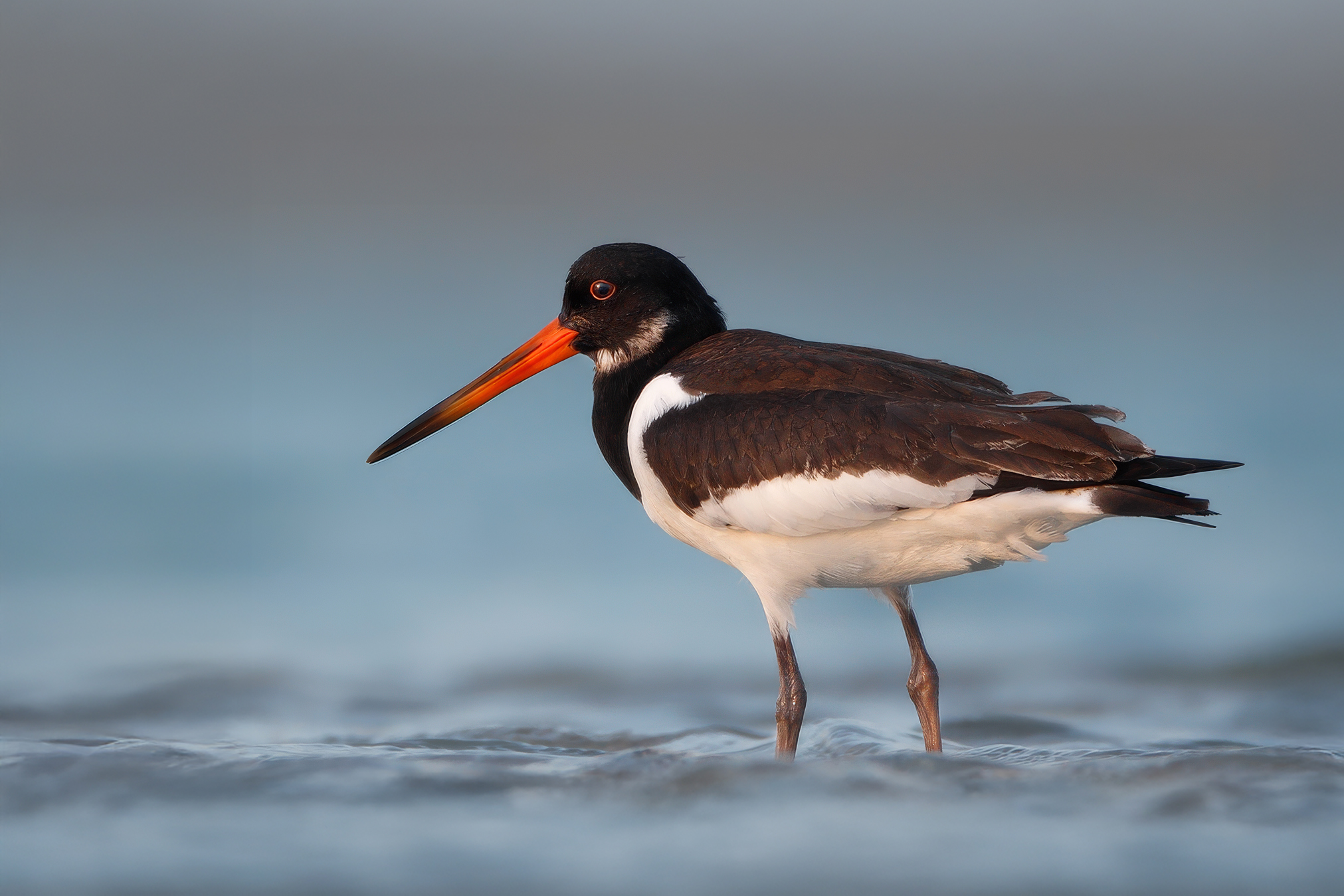 Eurasian Oystercatcher