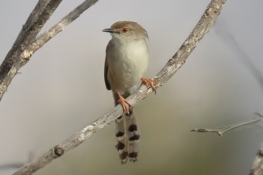 Graceful Prinia