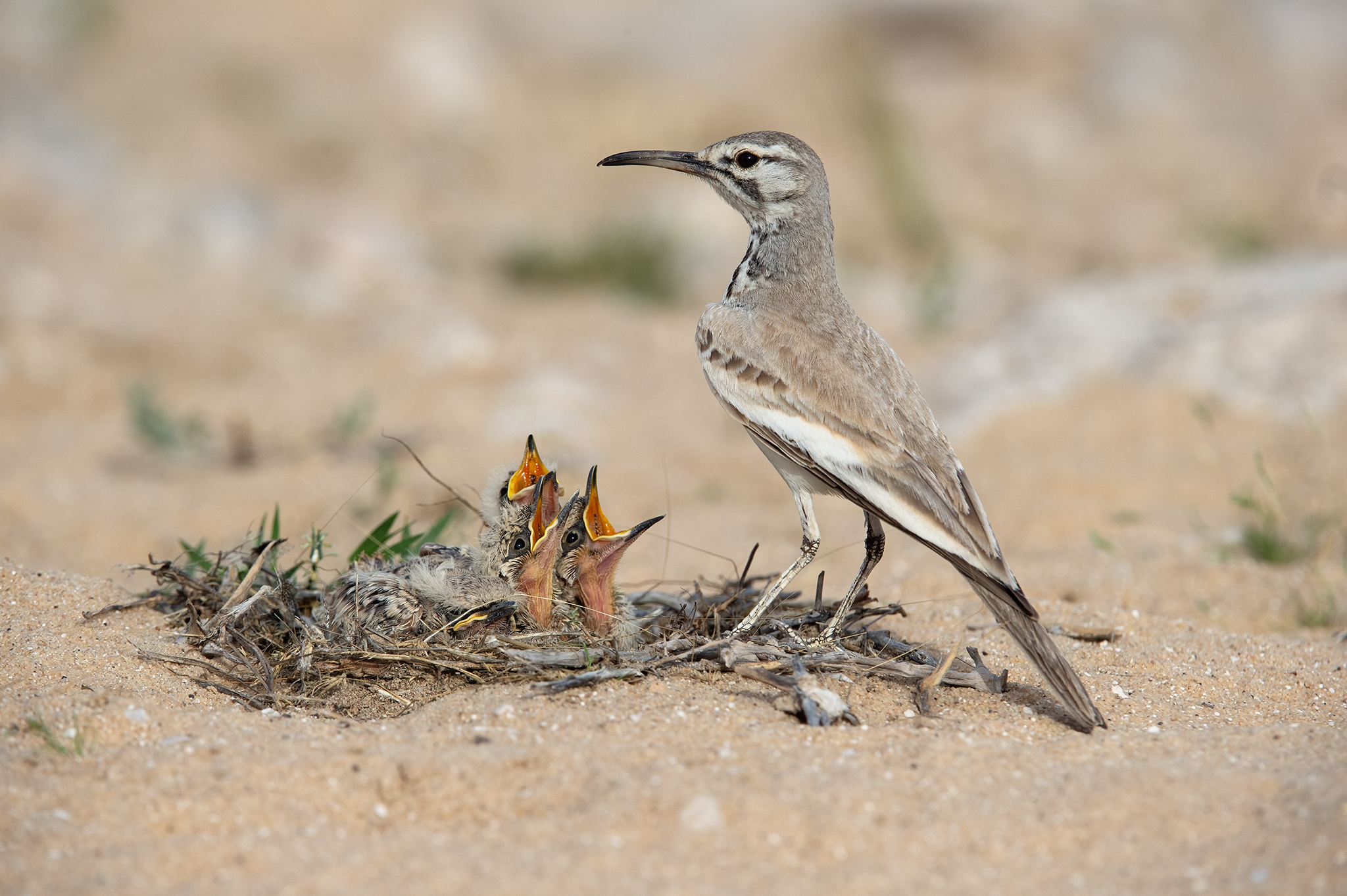 Greater Hoopoe-Lark
