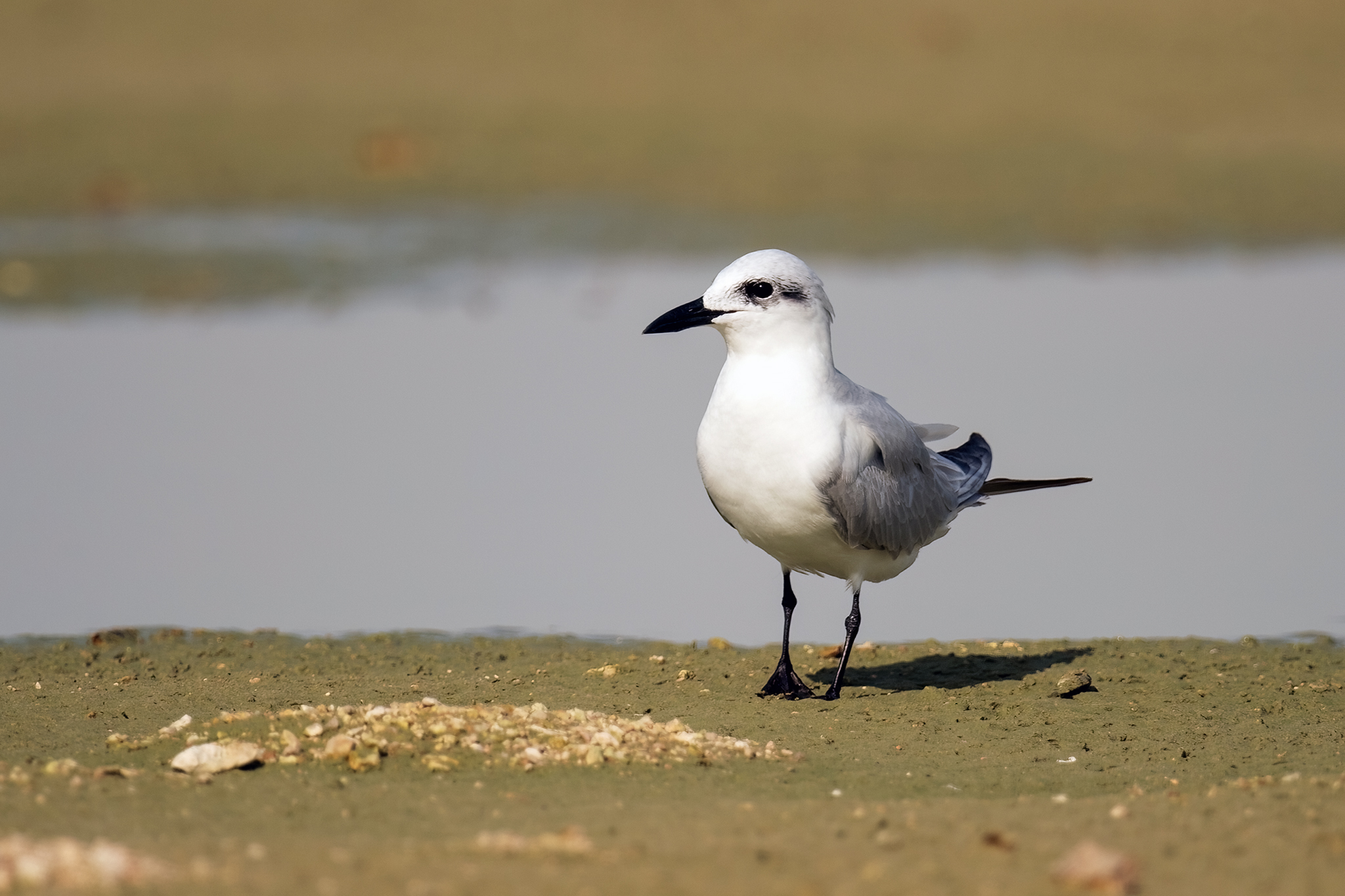 Gull-billed Tern