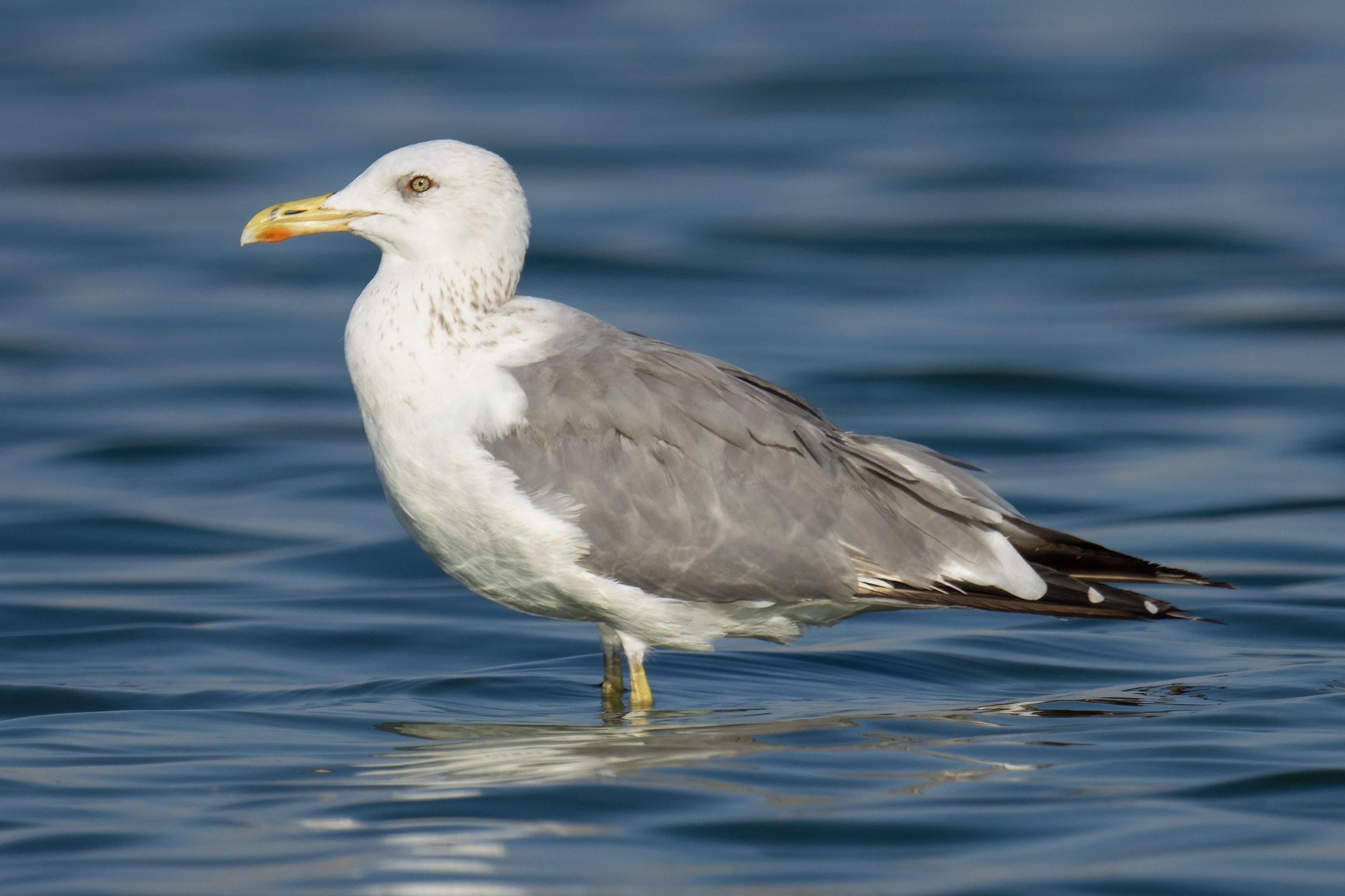 Heuglin's Gull