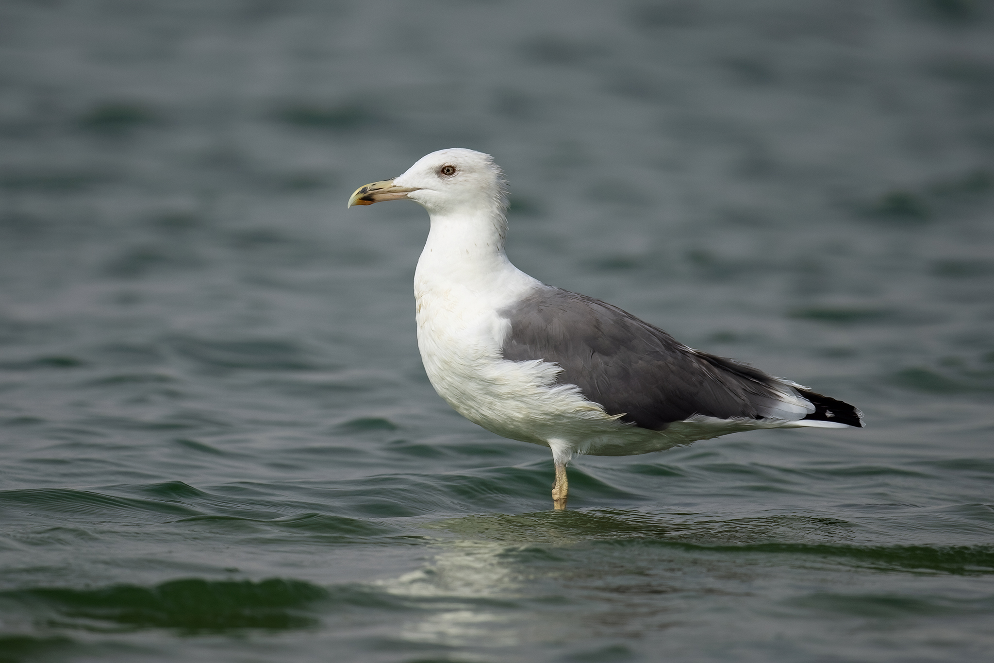Steppe Gull