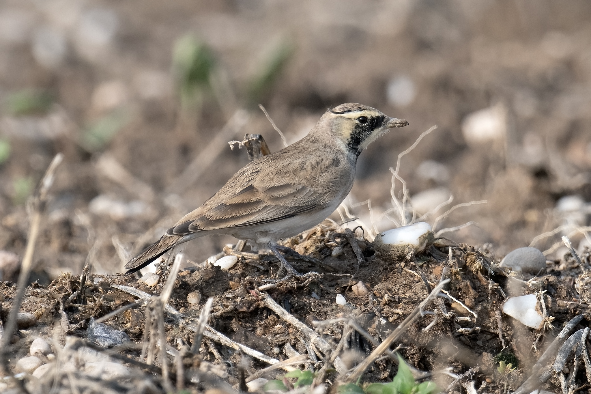 Caucasian Horned Lark