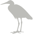 Medium Egret