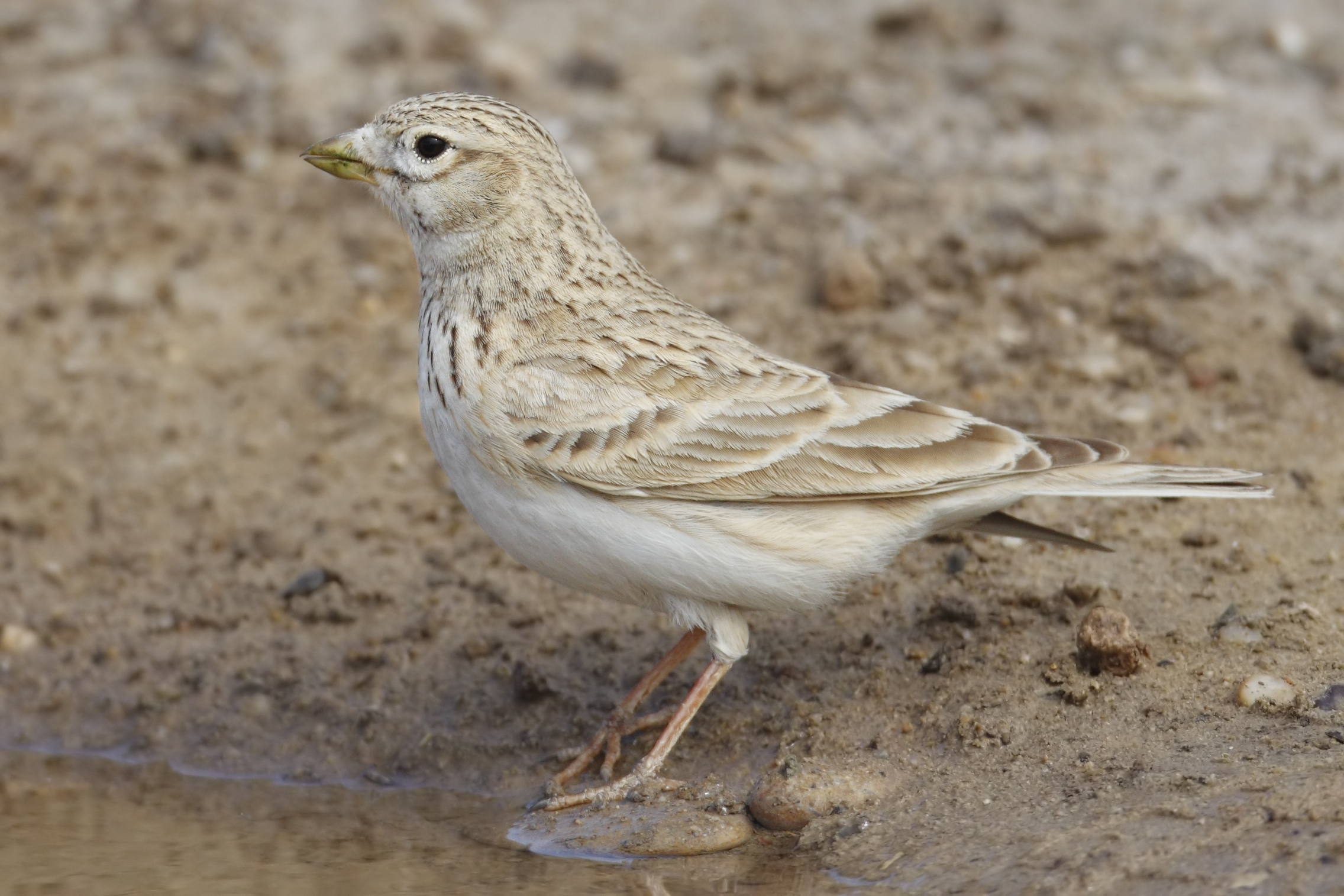 Turkestan Short-toed Lark