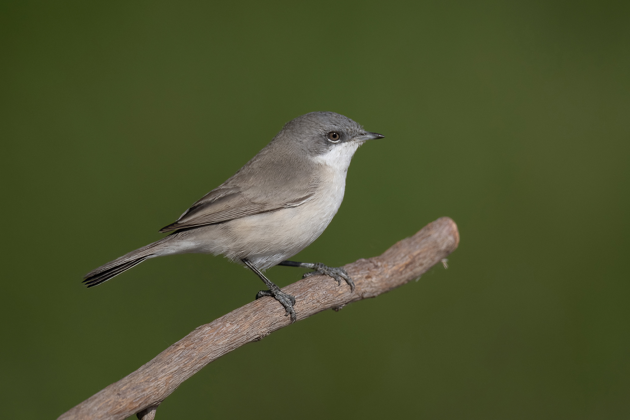 Desert Whitethroat