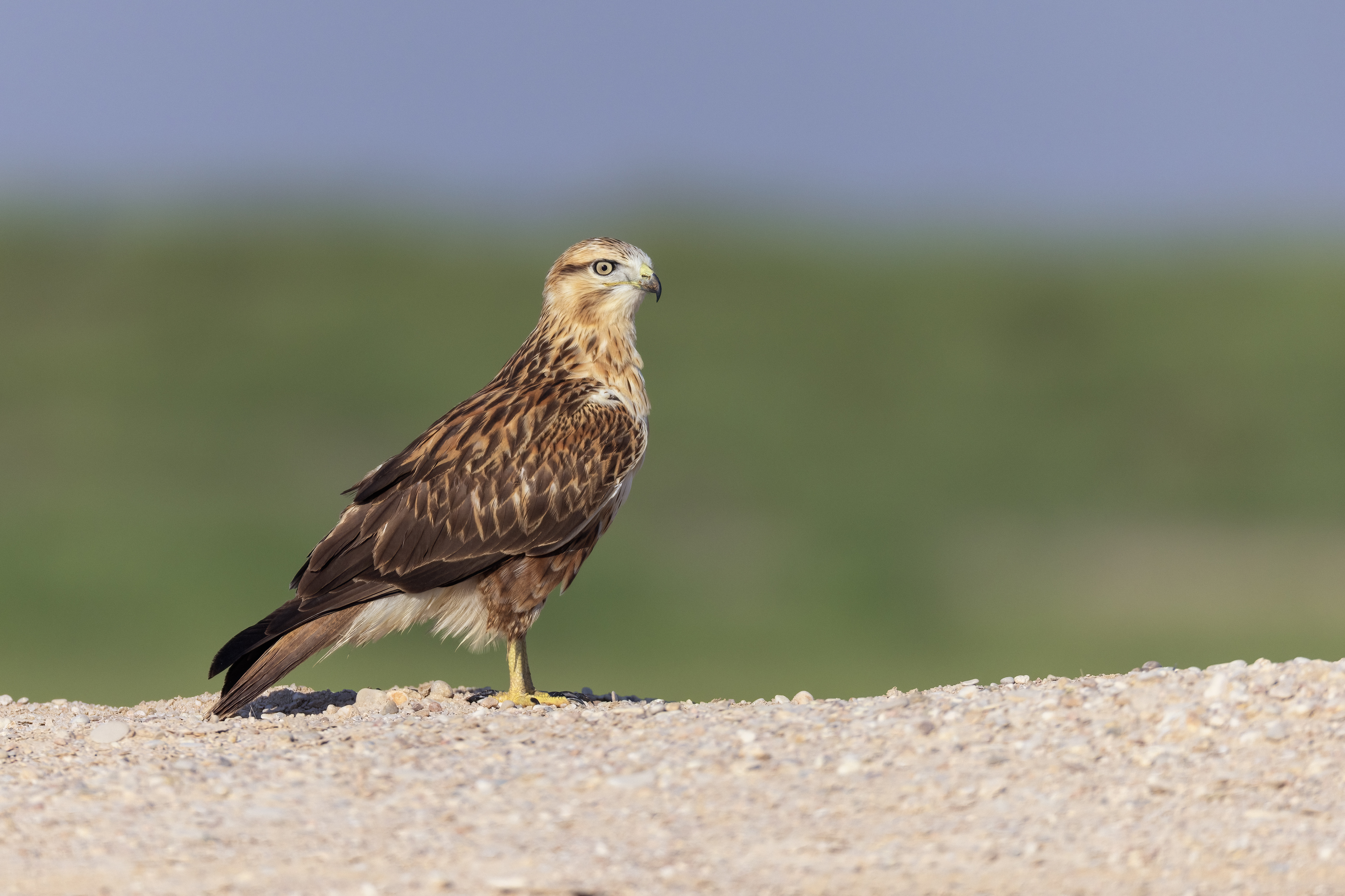 Northern Long-legged Buzzard