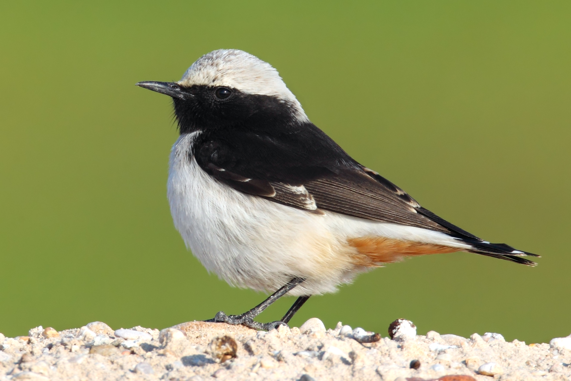 Eastern Mourning Wheatear