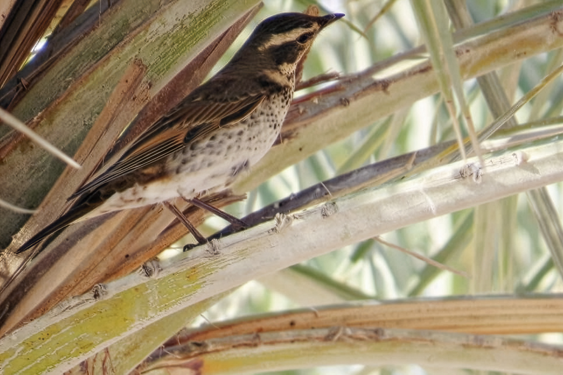 Dusky Thrush