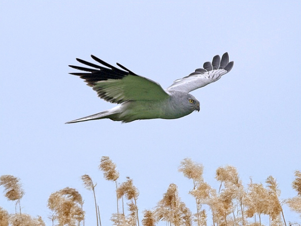 Hen Harrier