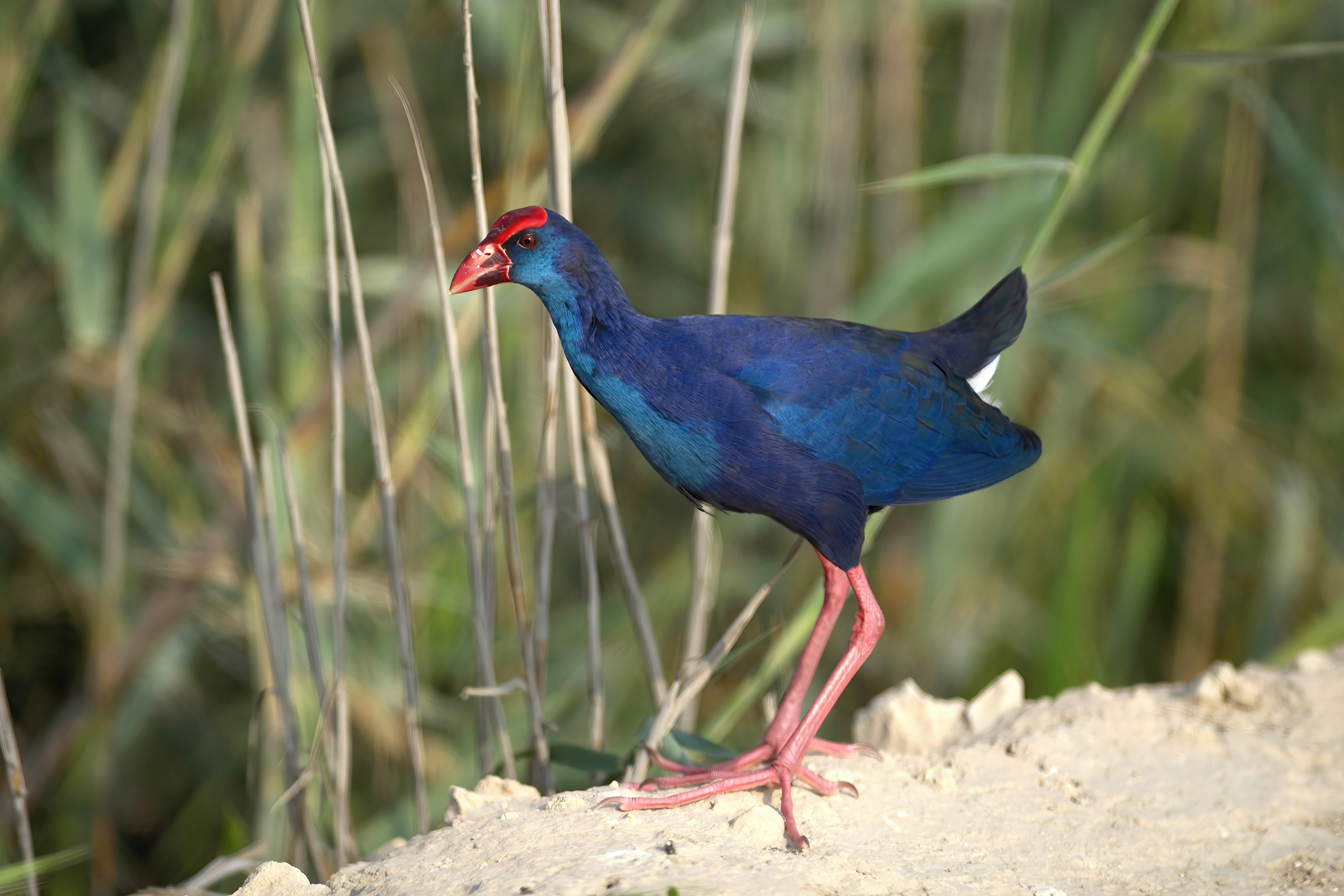 African Swamphen