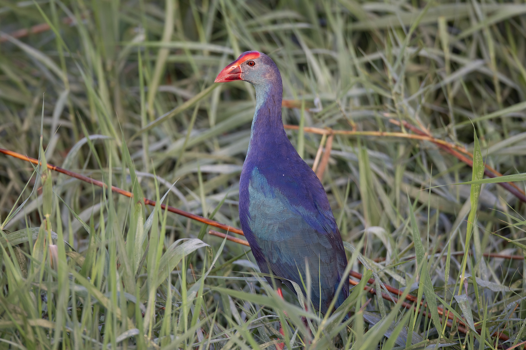 Grey-headed Swamphen