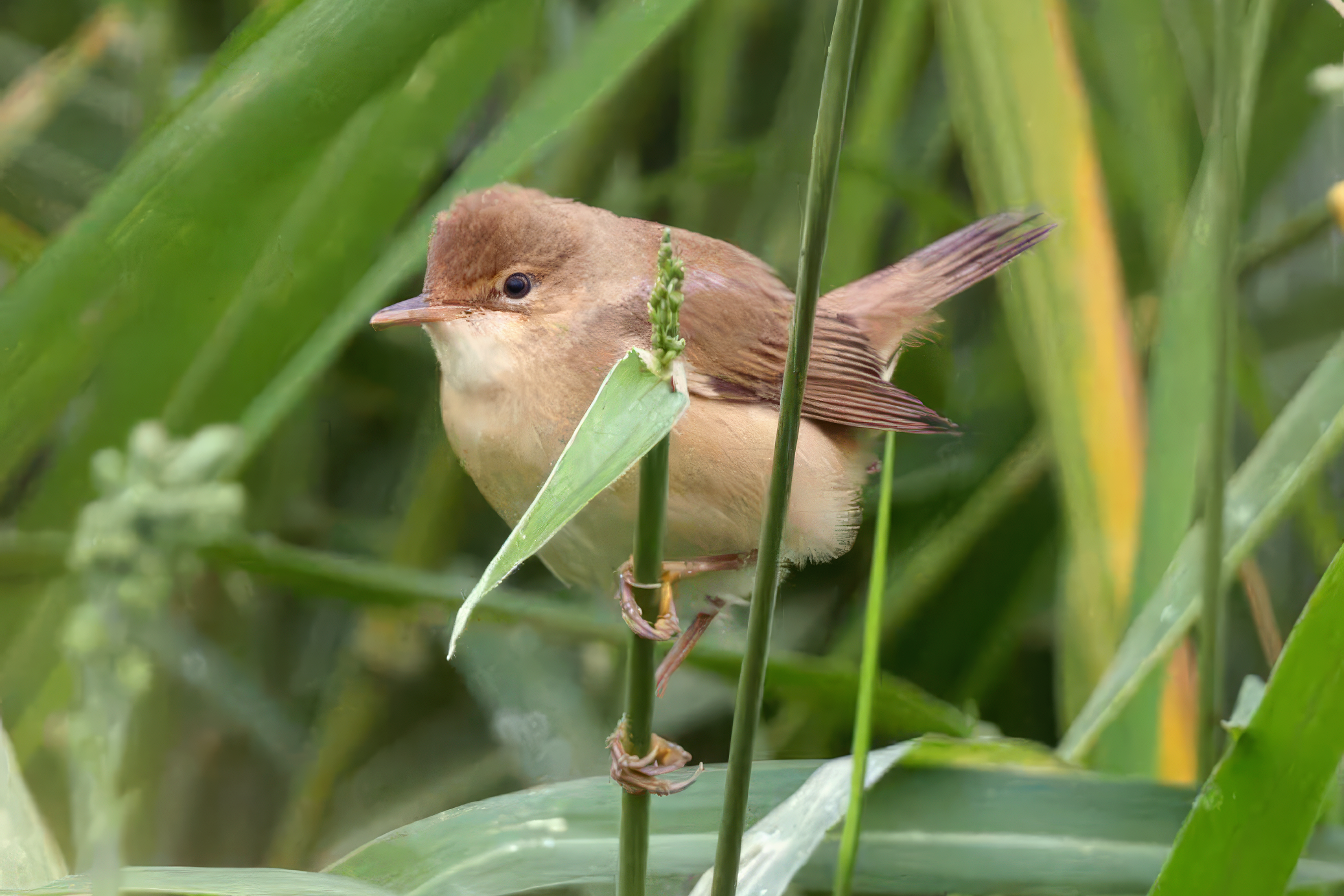 Eurasian Reed Warbler