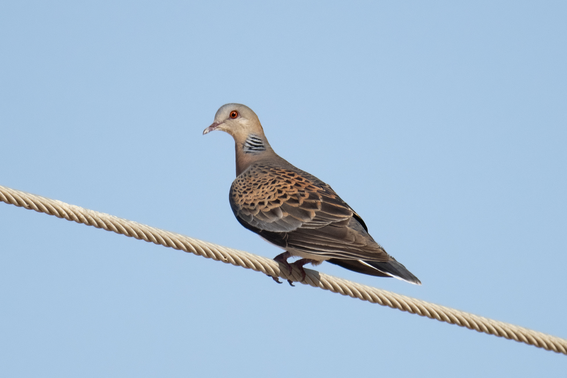 Rufous Turtle Dove