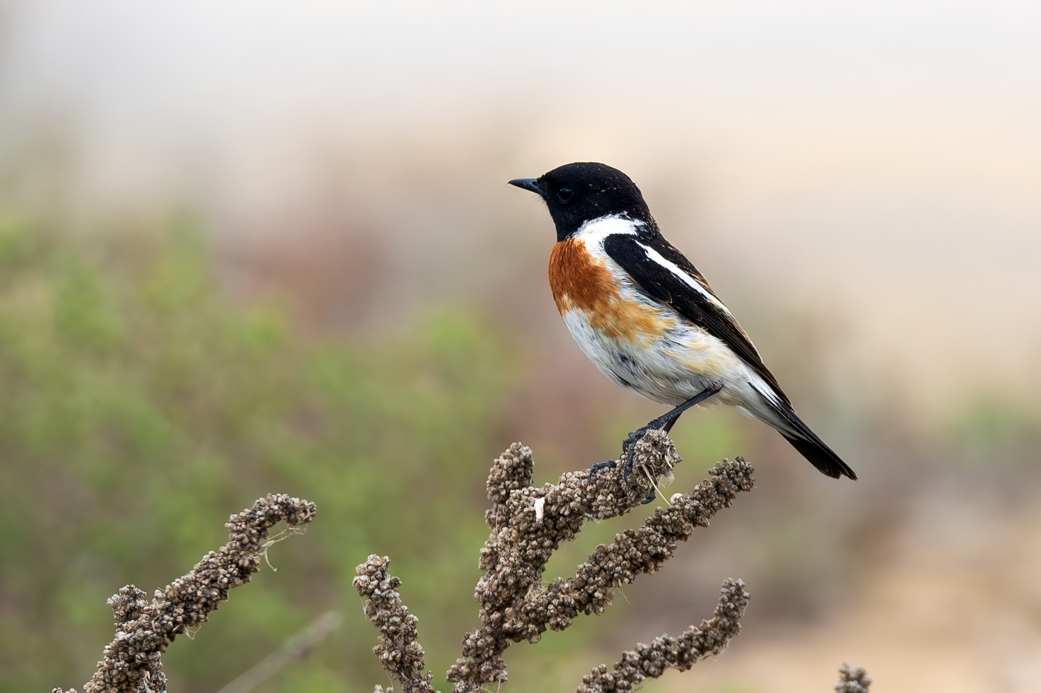 Byzantine Stonechat