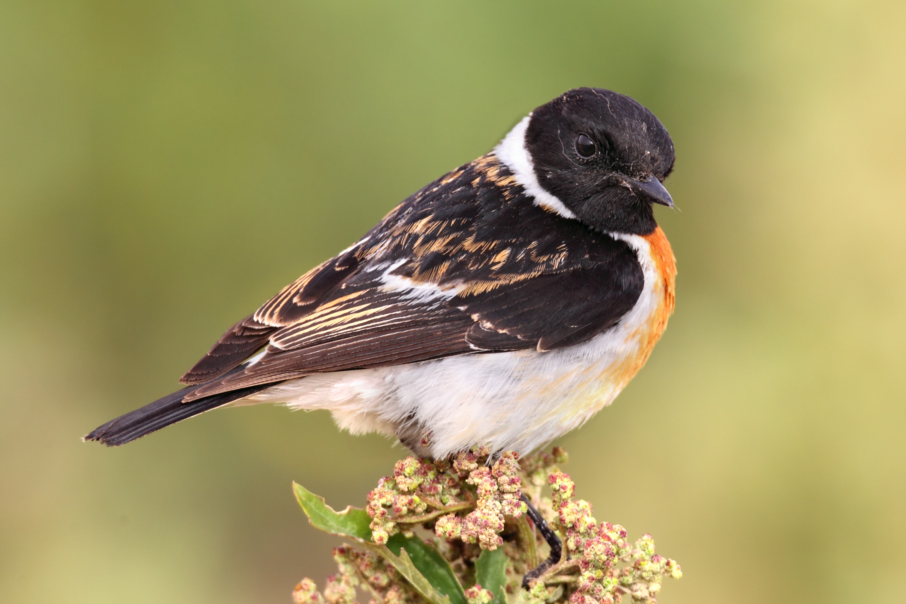 Western Siberian Stonechat
