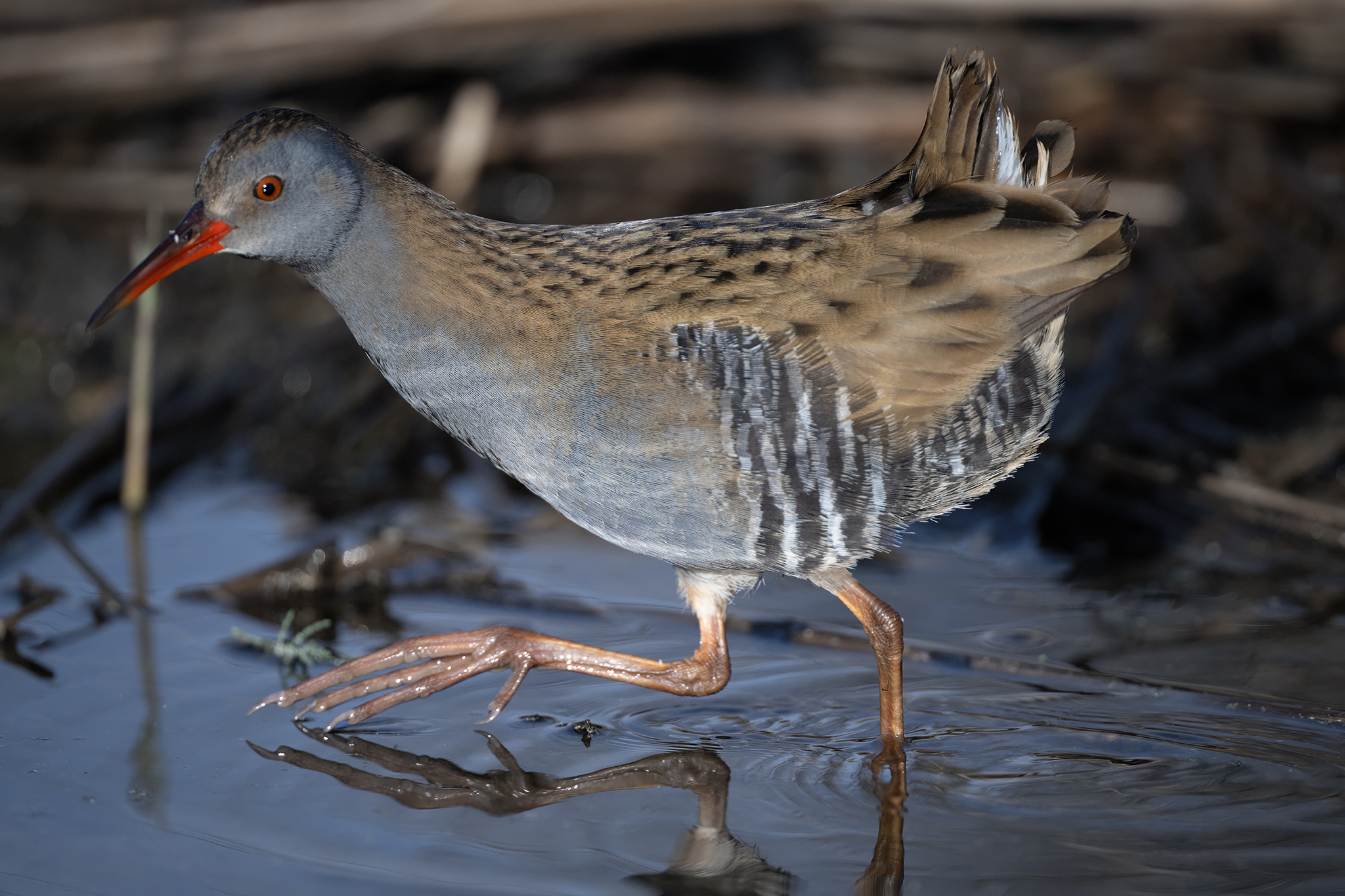 Western Water Rail