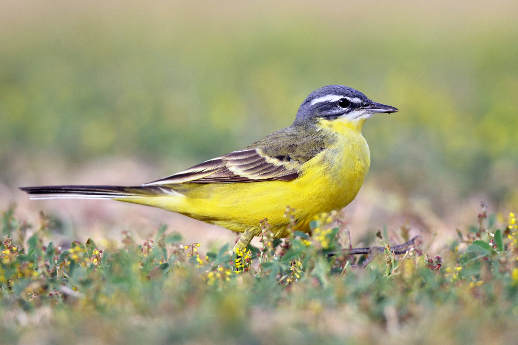 Blue-headed Wagtail