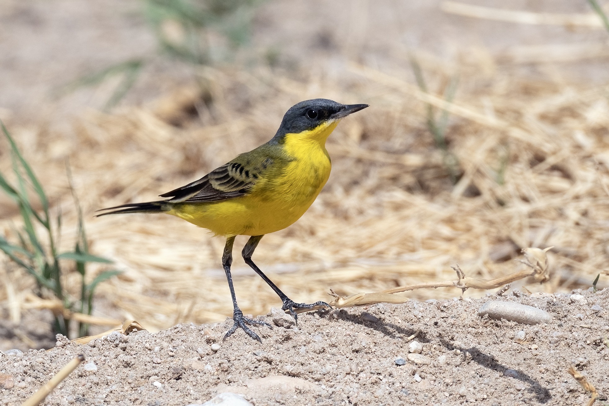 Grey-headed Wagtail
