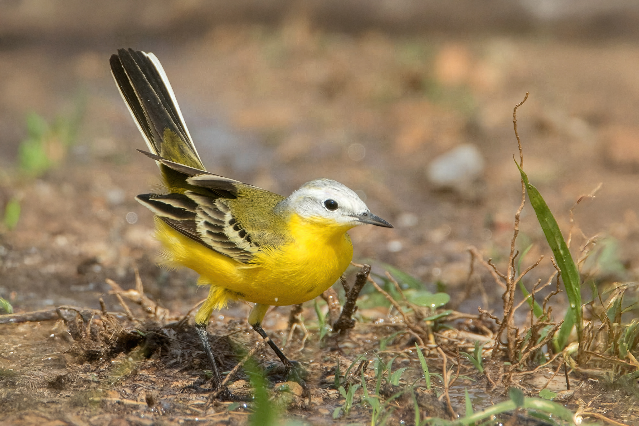 White-headed Wagtail