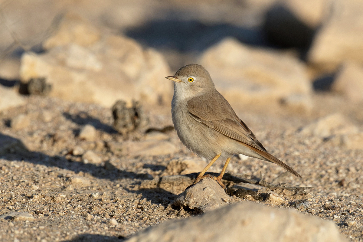 Asian Desert Warbler