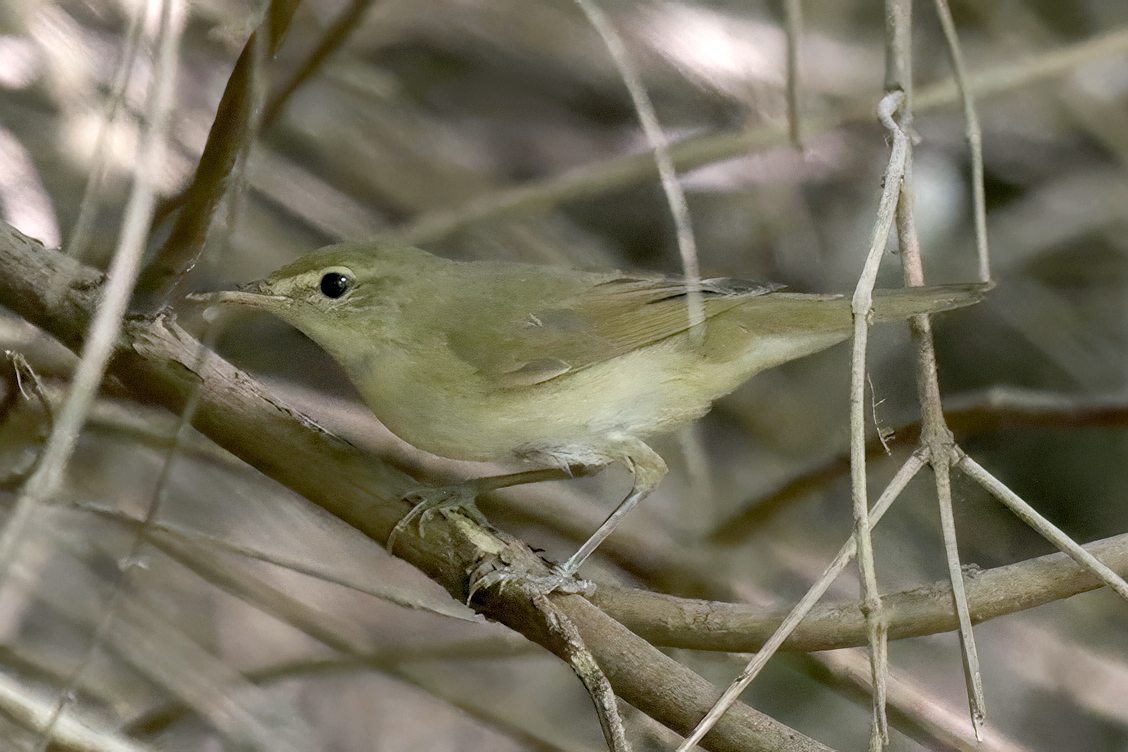 Blyth's Reed Warbler