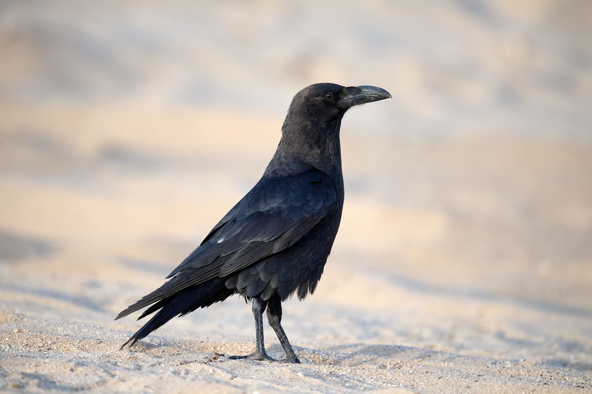 Brown-necked Raven