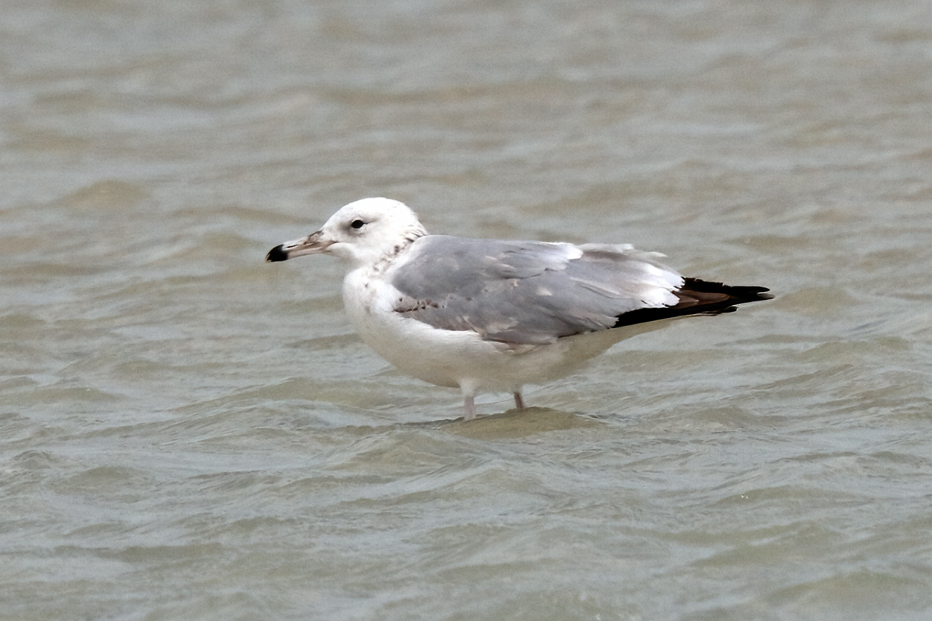 Caspian Gull