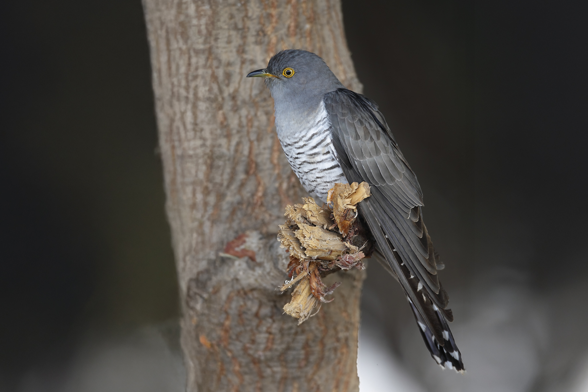 Common Cuckoo