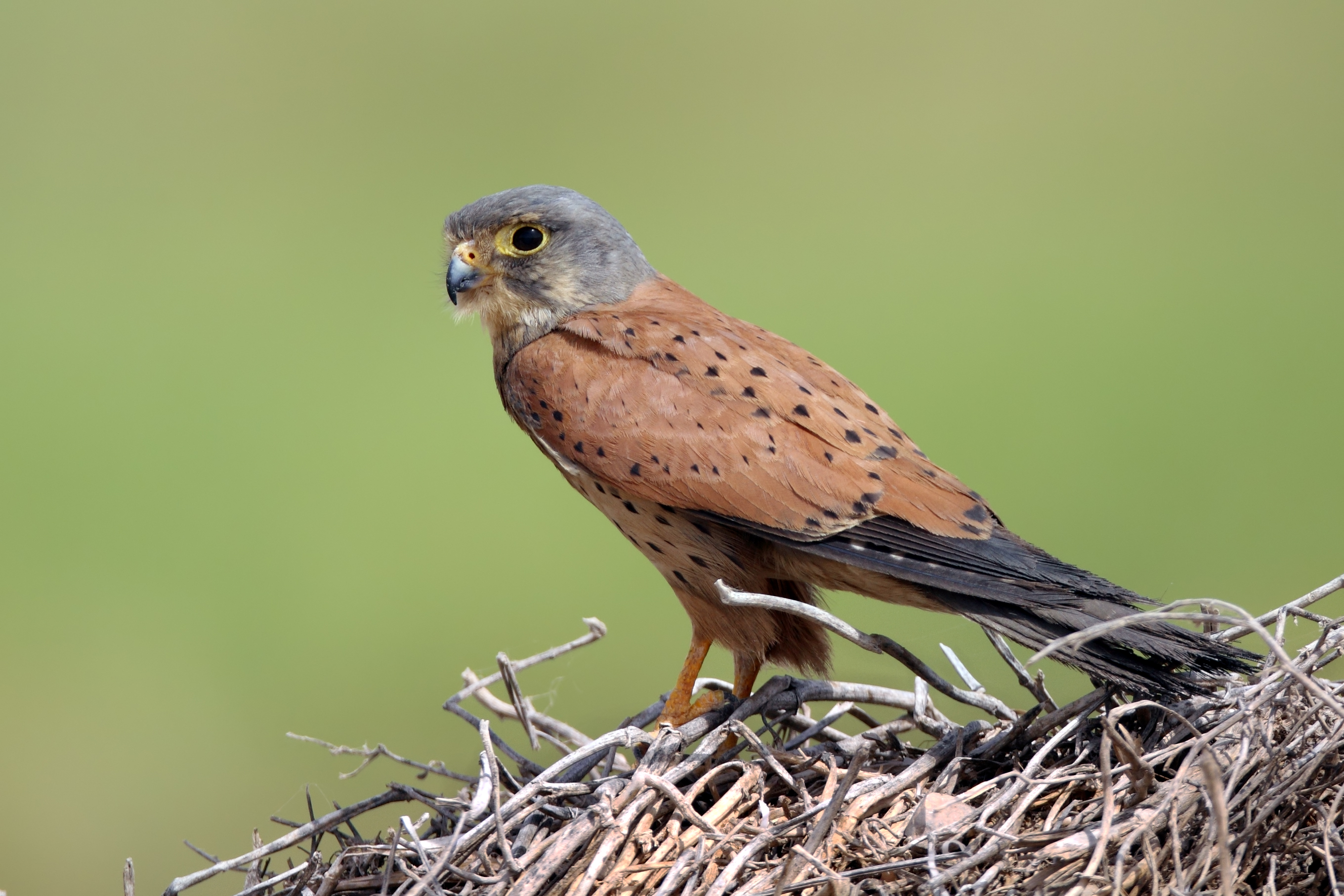 Common Kestrel