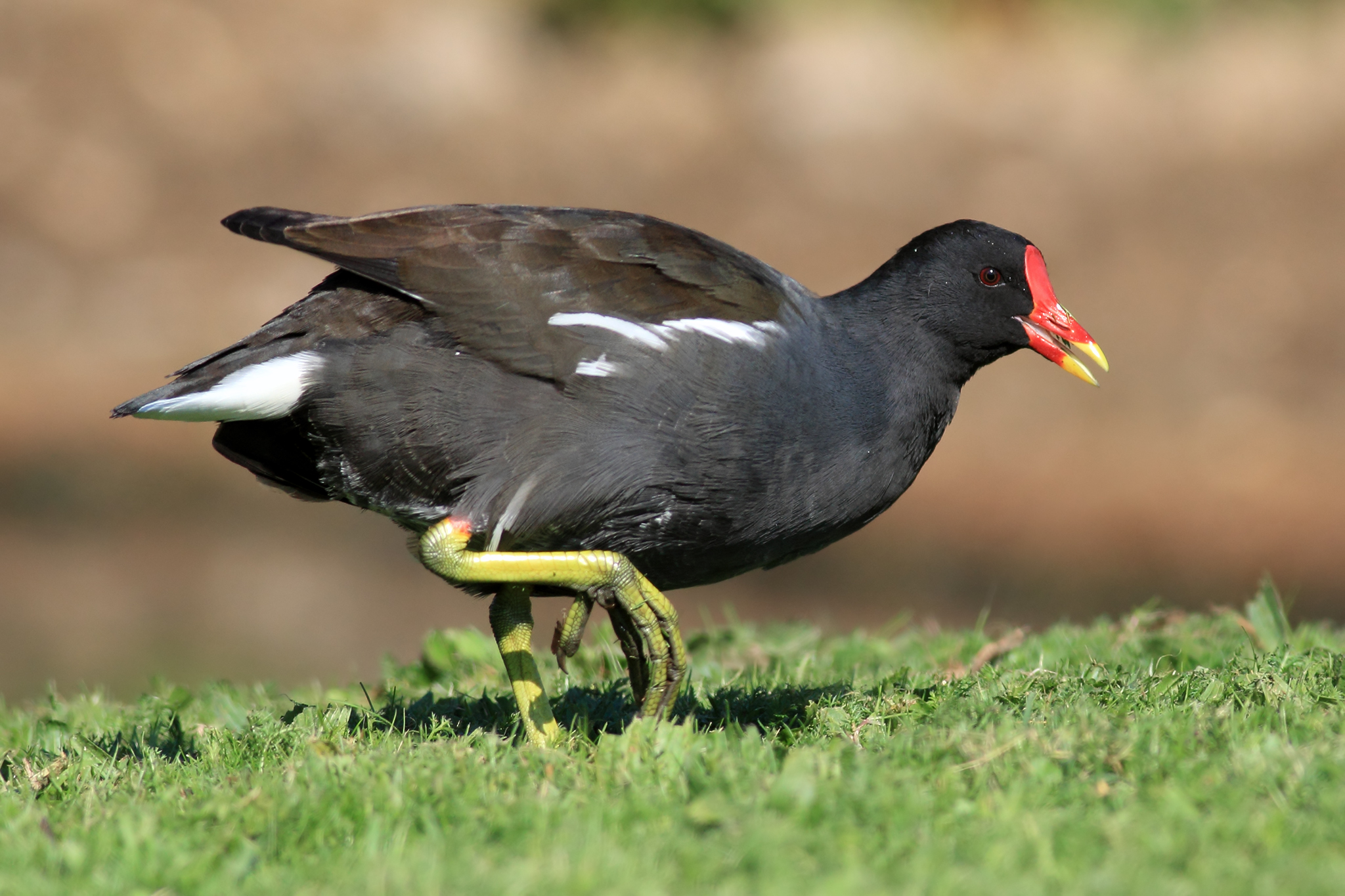 Common Moorhen