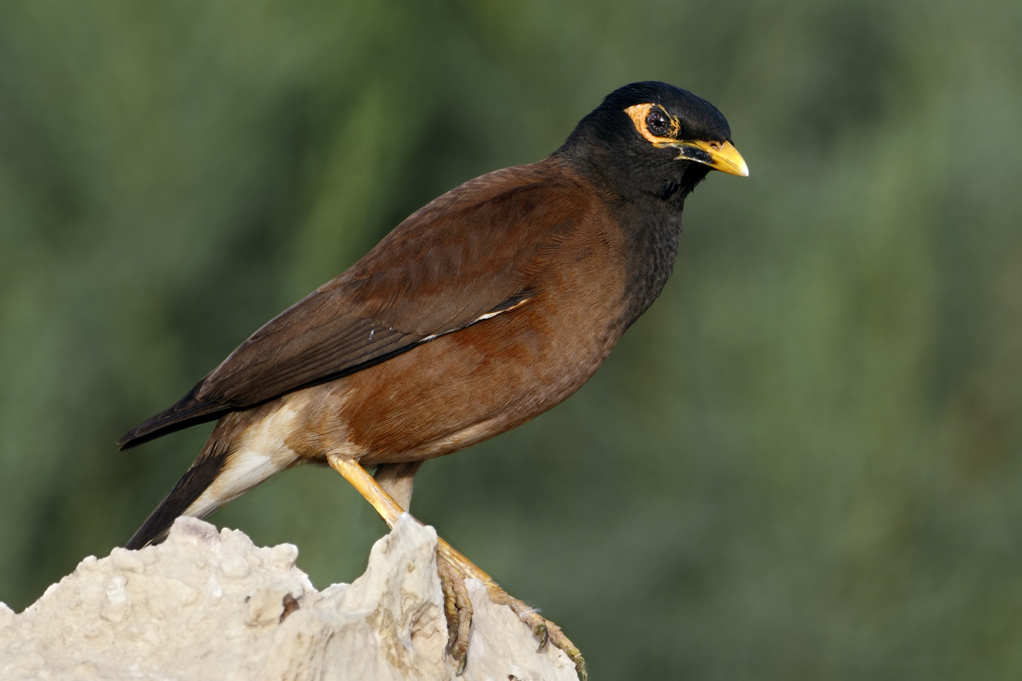 Common Myna